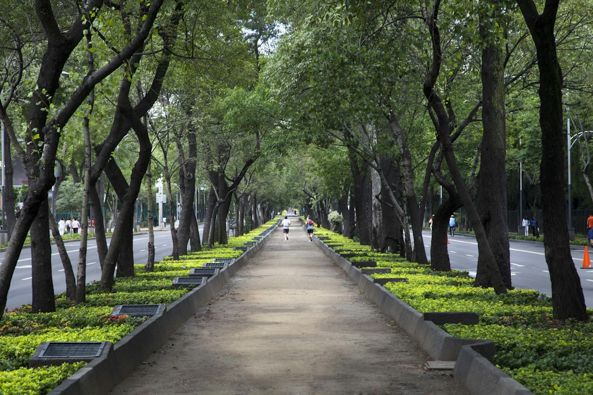 Tree-lined walkway on Paseo de la Reforma